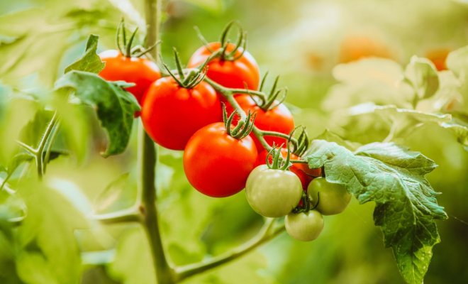 Низкорослые помидоры — идеальны для открытого грунта